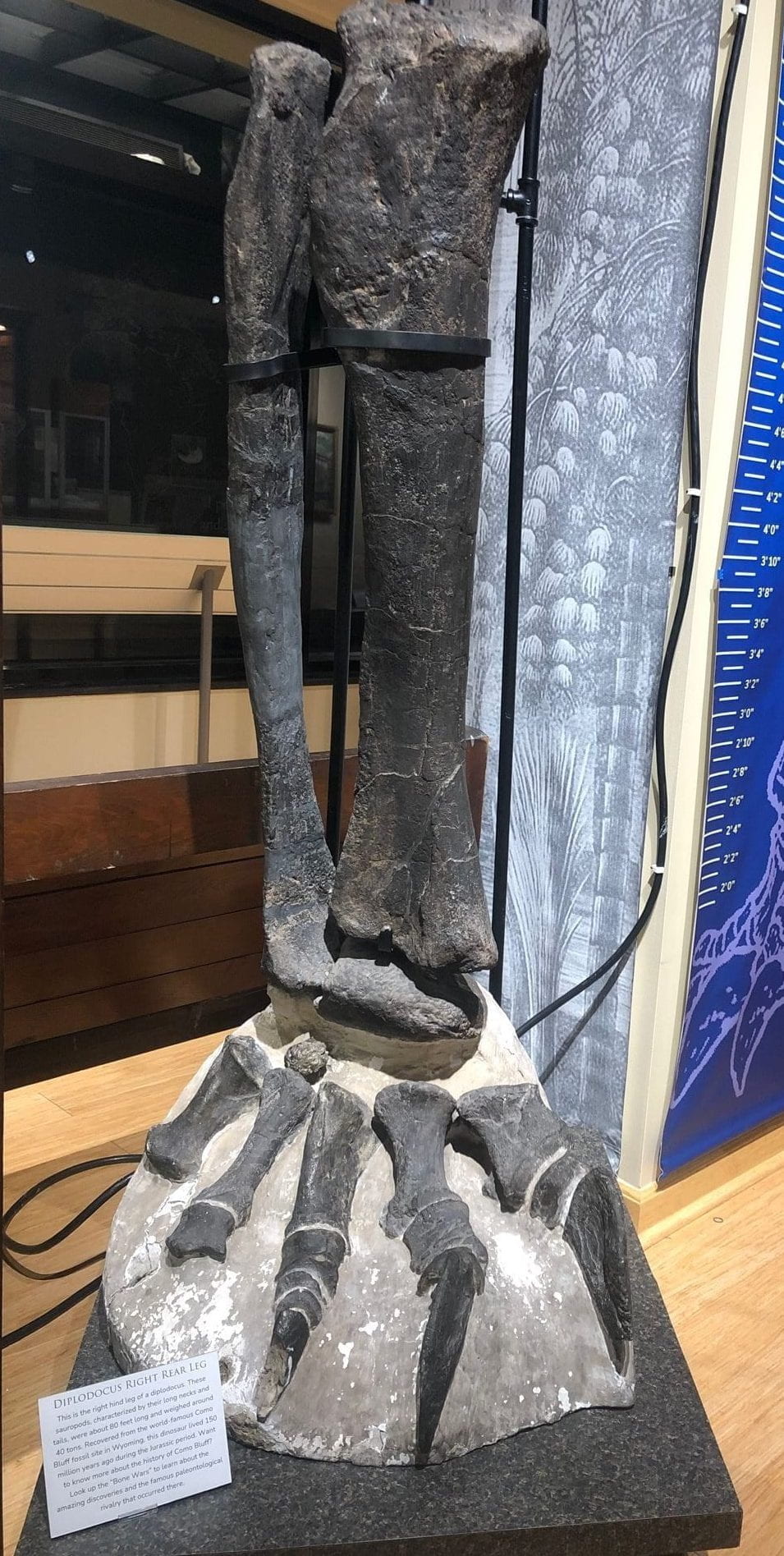 A black, fossilized dinosaur leg and foot that reaches 5 feet 10 inches tall on a nearby blue height scale.
