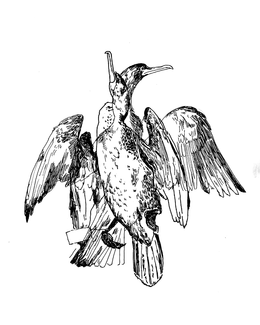 Black and white illustration of two cormorants.