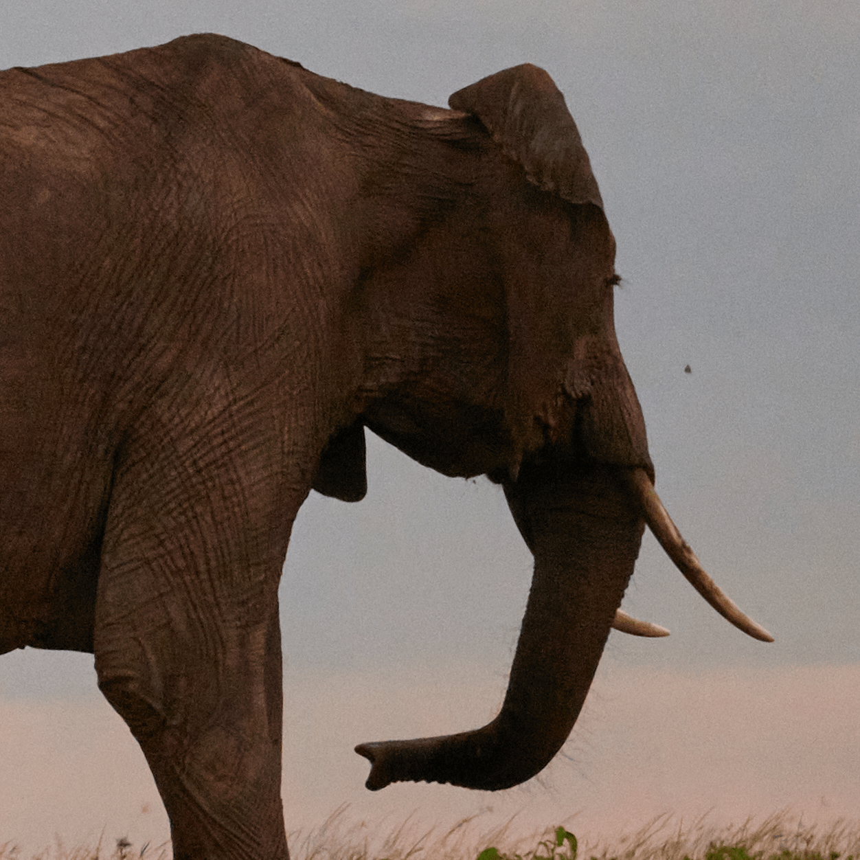 An elephant leading a smaller elephant at dawn.