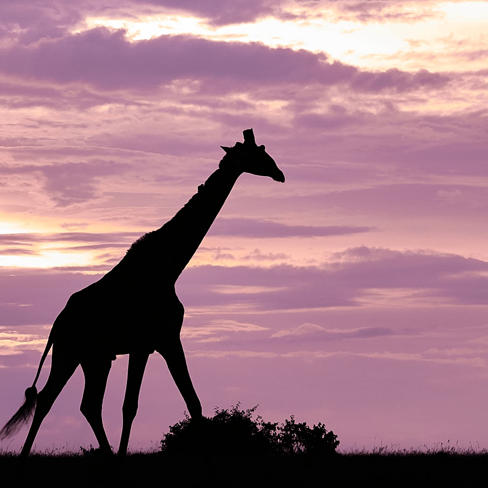 A photograph of a large giraffe accompanied by smaller giraffes at sunset.