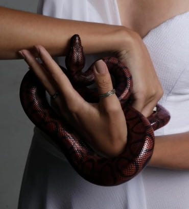 An image of a hand wrapped by a red snake